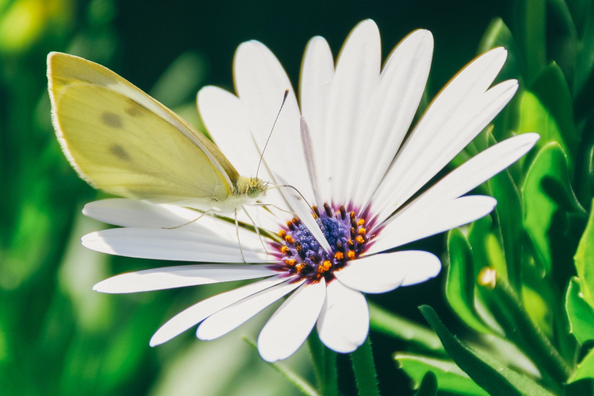 mariposa1