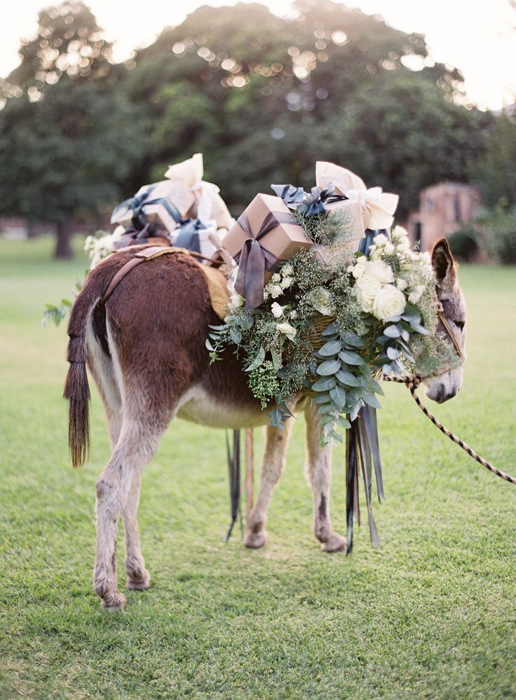Burro para bodas